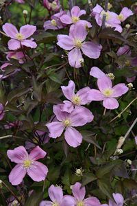 Clematis